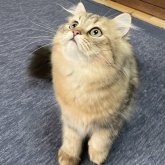 ミヌエット(長足)