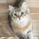 ミヌエット(長足)