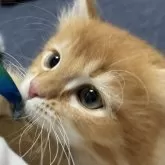 ミヌエット(長足)