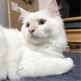 ミヌエット(長足)