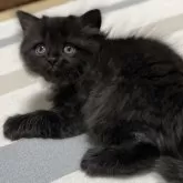 ミヌエット(長足)