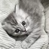 ミヌエット(長足)