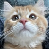 ミヌエット(長足)