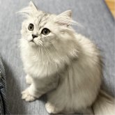 ミヌエット