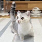 ミヌエット(短足)