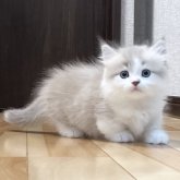 ミヌエット(短足)