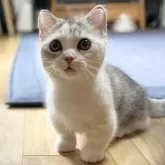 ミヌエット(短足)