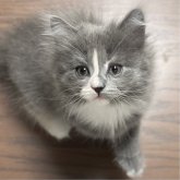 ミヌエット(長足)