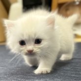 ミヌエット(長足)