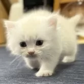 ミヌエット(長足)