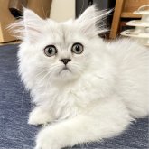 ミヌエット(長足)