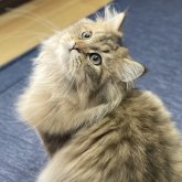 ミヌエット(長足)