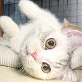 ミヌエット(短足)