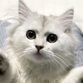 ミヌエット(長足)
