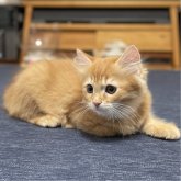 ミヌエット(長足)