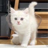 ミヌエット(長足)