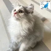 ミヌエット(長足)