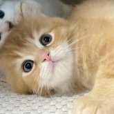 ミヌエット(長足)