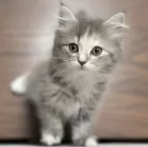 ミヌエット(長足)