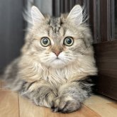 ミヌエット(長足)