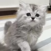 ミヌエット(長足)