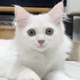 ミヌエット(長足)