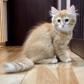 ミヌエット(長足)