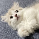 ミヌエット(短足)