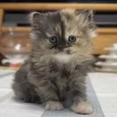 ミヌエット(長足)