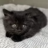 ミヌエット(長足)