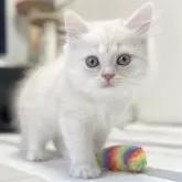 ミヌエット(長足)