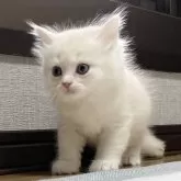 ミヌエット(長足)