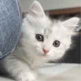 ミヌエット(長足)