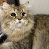 ミヌエット(長足)