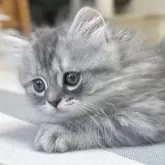 ミヌエット(長足)