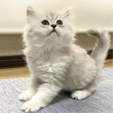 ミヌエット(長足)