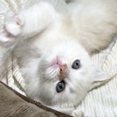 ミヌエット(長足)