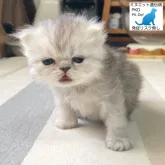 ミヌエット(長足)