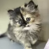 ミヌエット(長足)【愛知県・女の子・2025年10月9日・トーティーシェル】の写真2