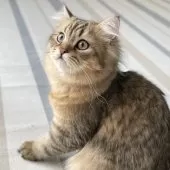 ミヌエット(長足)【愛知県・男の子・2025年4月29日・ブラウンマッカレルタビー】の写真2