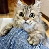 ミヌエット(長足)【愛知県・男の子・2025年5月30日・ブラウンタビー】の写真2