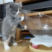 ミヌエット(長足)【愛知県・女の子・2025年9月17日・ブルーパッチドタビー&ホワイト】の写真2