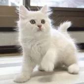 ミヌエット(長足)【愛知県・男の子・2025年10月10日・クリーム&ホワイト】の写真2