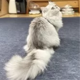 ミヌエット(長足)【愛知県・女の子・2025年4月29日・シェーデッドシルバー】の写真3