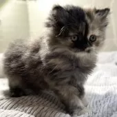 ミヌエット(長足)【愛知県・女の子・2025年10月9日・トーティーシェル】の写真3