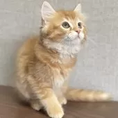 ミヌエット(長足)【愛知県・男の子・2025年8月14日・レッド&ホワイト】の写真3