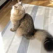 ミヌエット(長足)【愛知県・男の子・2025年4月29日・ブラウンマッカレルタビー】の写真3