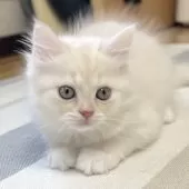 ミヌエット(長足)【愛知県・男の子・2025年10月10日・クリーム&ホワイト】の写真4