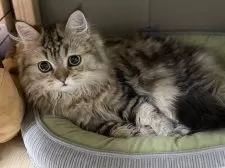 ミヌエット(長足)【愛知県・男の子・2025年5月30日・ブラウンタビー】の写真4