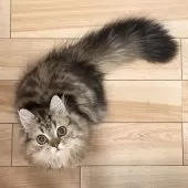 ミヌエット(長足)【愛知県・男の子・2025年5月30日・ブラウンタビー】の写真5